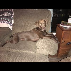 Meet your Posher, Allie